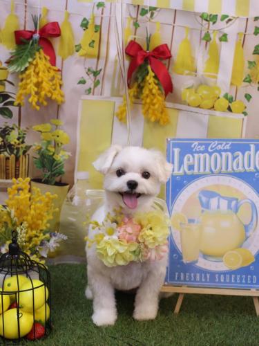 20240420まるちゃん